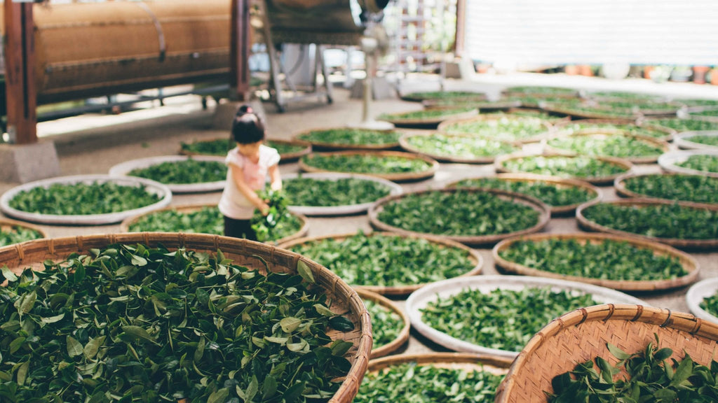 For the Love of Green Tea - Lemon Lily Organic Tea